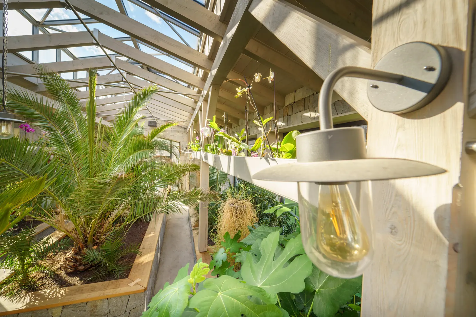 Bright greenhouse interior with lush plants and natural lighting